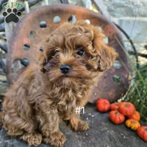 Lil Bear, Cavapoo Puppy