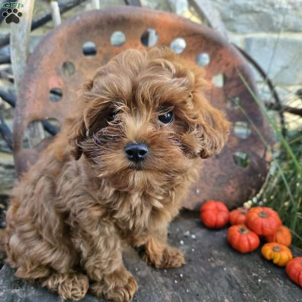 Lil Bear, Cavapoo Puppy