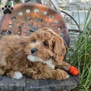 Teddy Bear, Cavapoo Puppy