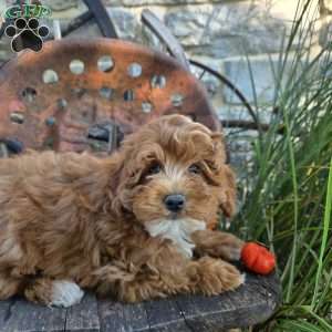 Teddy Bear, Cavapoo Puppy