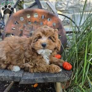 Teddy Bear, Cavapoo Puppy