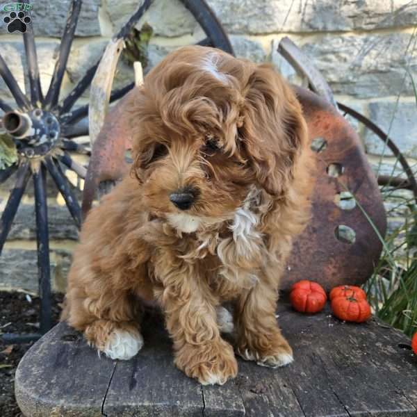 Teddy Bear, Cavapoo Puppy