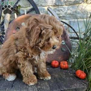 Teddy Bear, Cavapoo Puppy