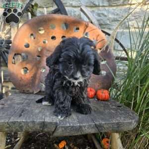 Panda Bear, Cavapoo Puppy