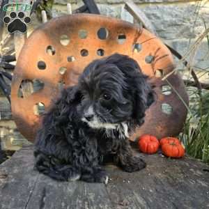 Panda Bear, Cavapoo Puppy