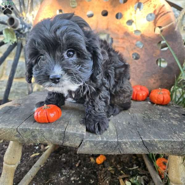 Panda Bear, Cavapoo Puppy