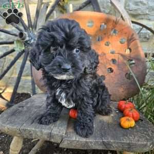 Lil Grizzly, Cavapoo Puppy