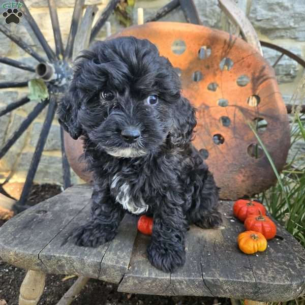 Lil Grizzly, Cavapoo Puppy