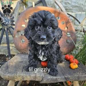 Lil Grizzly, Cavapoo Puppy