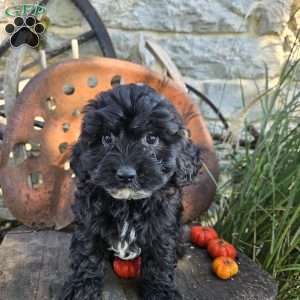 Lil Grizzly, Cavapoo Puppy