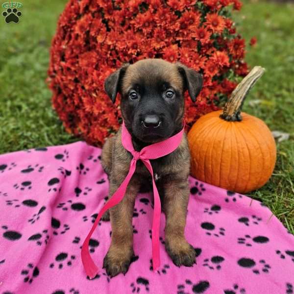 Ally, Belgian Malinois Puppy