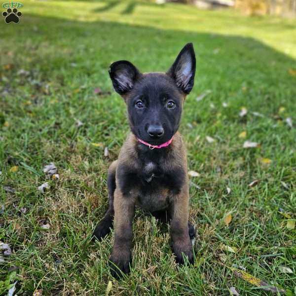 Katie, Belgian Malinois Puppy