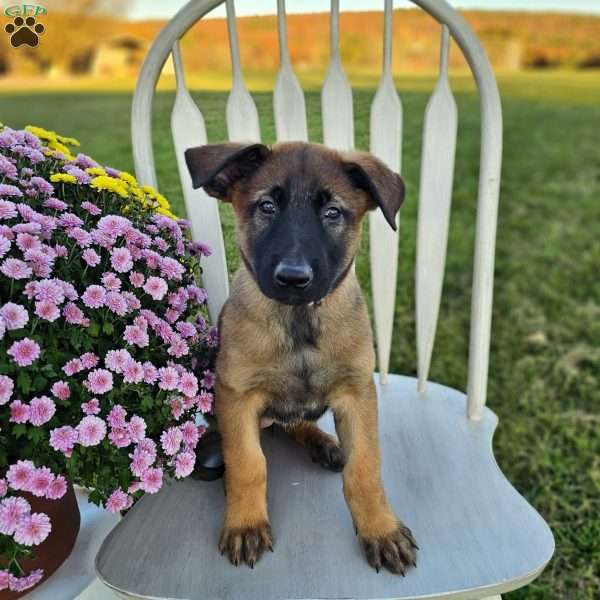 Clover, Belgian Malinois Puppy