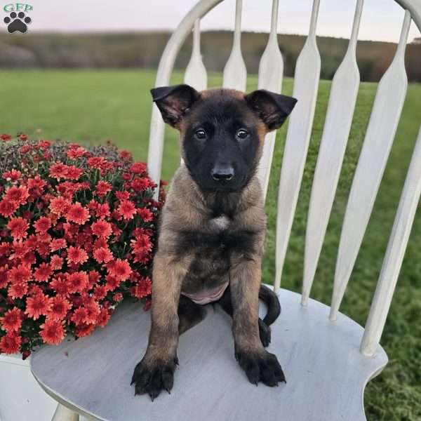 Sharey, Belgian Malinois Puppy