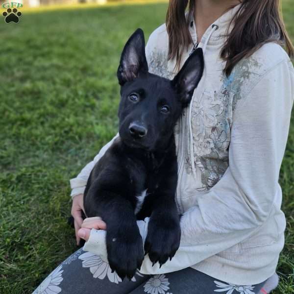 Davon, Belgian Malinois Puppy