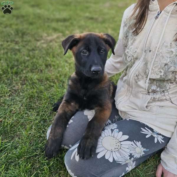 Coby, Belgian Malinois Puppy