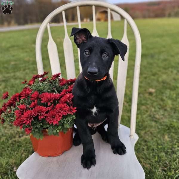 Tony, Belgian Malinois Puppy