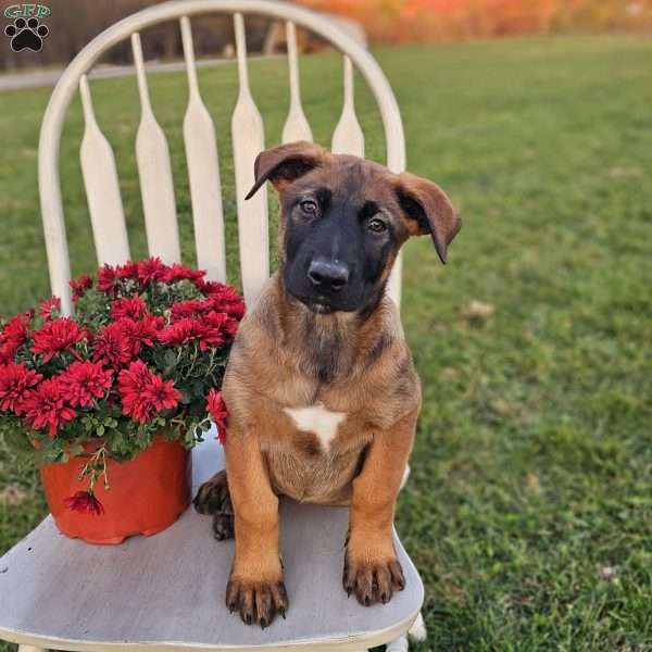 Raley, Belgian Malinois Puppy