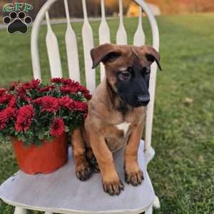 Raley, Belgian Malinois Puppy