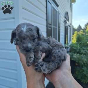 Willy, Cavapoo Puppy