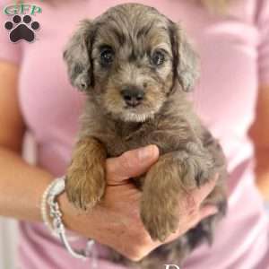 Patsy, Cavapoo Puppy