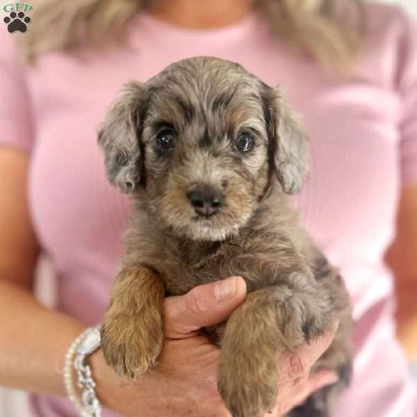 Patsy, Cavapoo Puppy