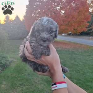 Willy, Cavapoo Puppy