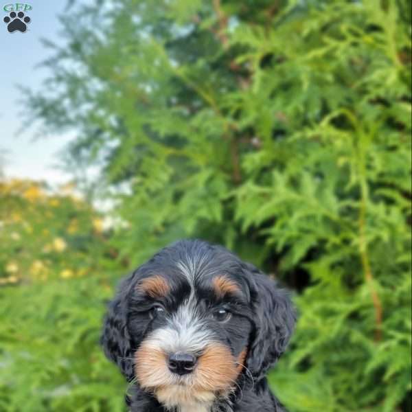 Landon, Mini Bernedoodle Puppy