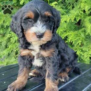 Landon, Mini Bernedoodle Puppy