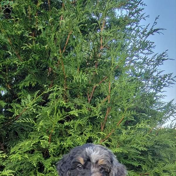 Lark, Mini Bernedoodle Puppy