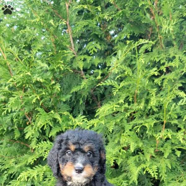 Leo, Mini Bernedoodle Puppy