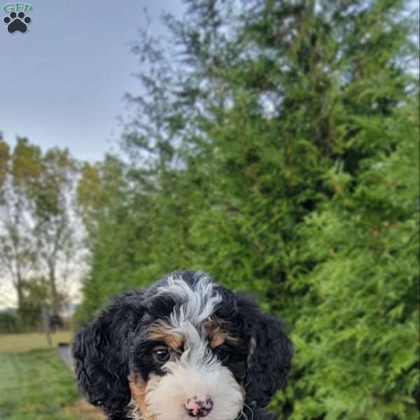 Lena, Mini Bernedoodle Puppy