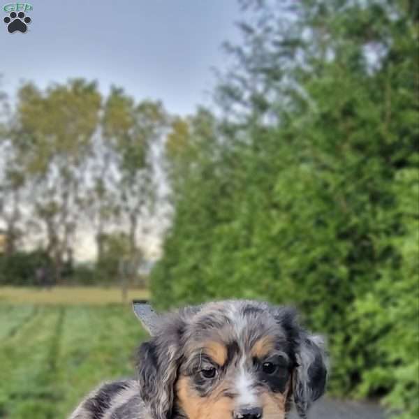 Liam, Mini Bernedoodle Puppy