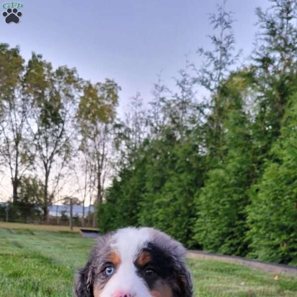 Logan, Mini Bernedoodle Puppy