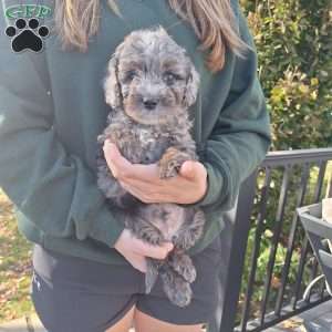 Willy, Cavapoo Puppy