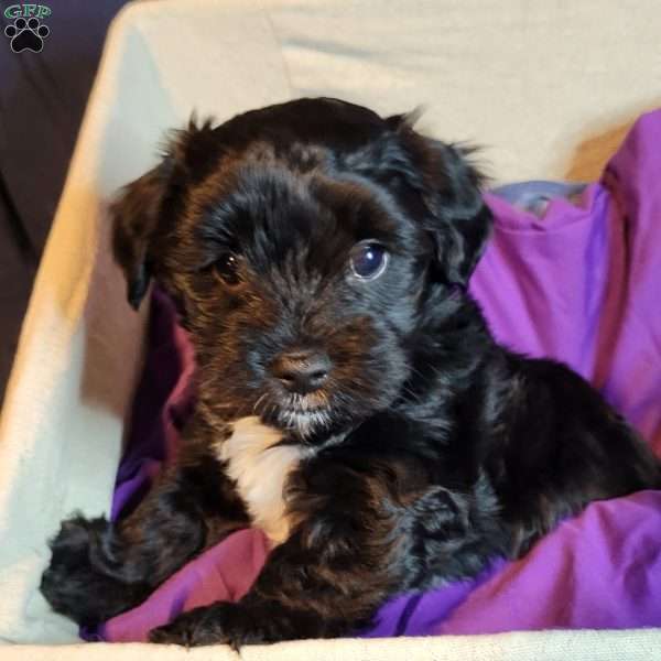 Blackberry, Morkie / Yorktese Puppy