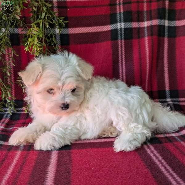 Polo, Maltese Puppy