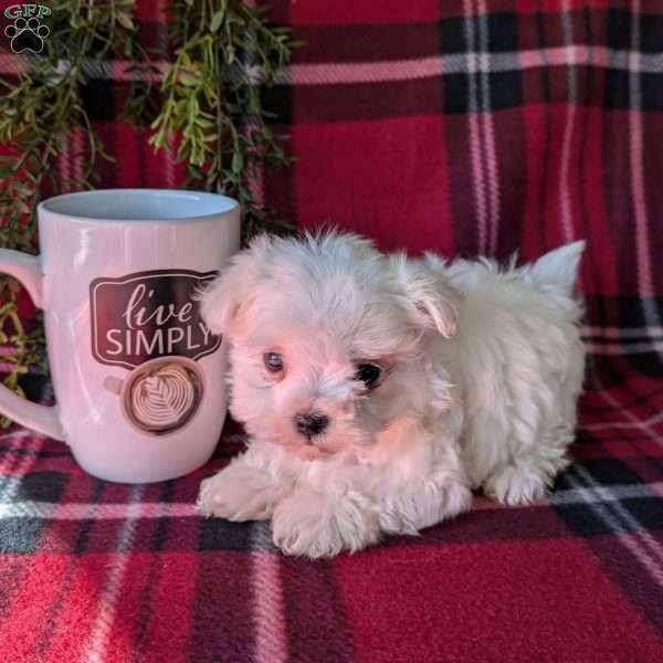 Tiny Princess, Maltese Puppy