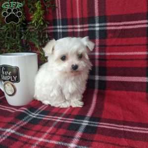 Maltese puppies dfw retailer