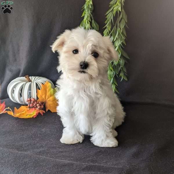 Maverick, Maltese Puppy