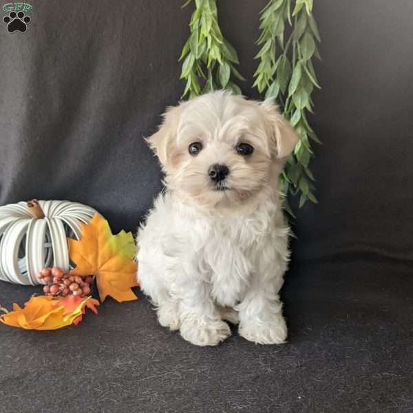 Mickey, Maltese Puppy