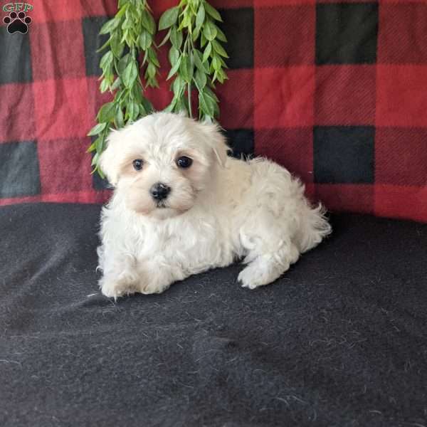 Sadie, Maltese Puppy