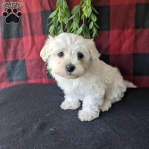 Sophia, Maltese Puppy