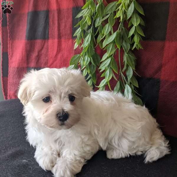 Sophia, Maltese Puppy