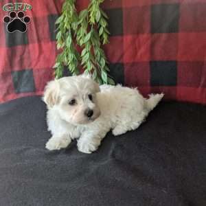 Sophia, Maltese Puppy