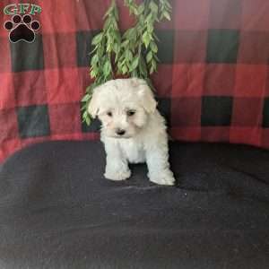 Sophia, Maltese Puppy