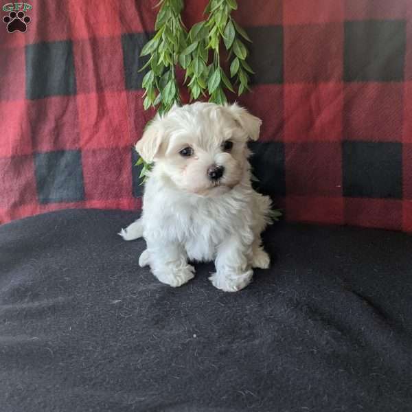 Stella, Maltese Puppy