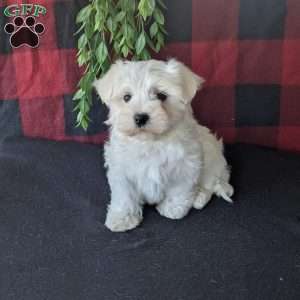 Sparky, Maltese Puppy