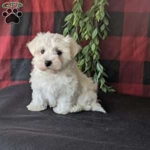 Sparky, Maltese Puppy