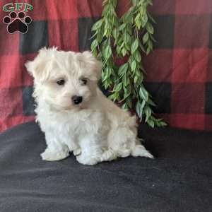 Sparky, Maltese Puppy